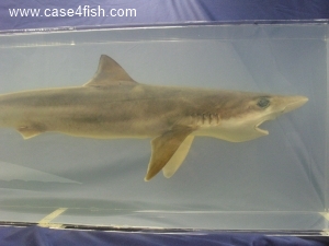 Foto Galerie/Carcharhiniformes/Galeorhinus galeus/Galeorhinus galeus_05_S.jpg
